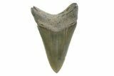 Serrated, Colorful, Fossil Megalodon Tooth - Georgia #338783-1